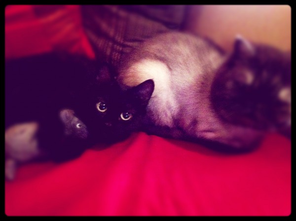 one mouse, two cats