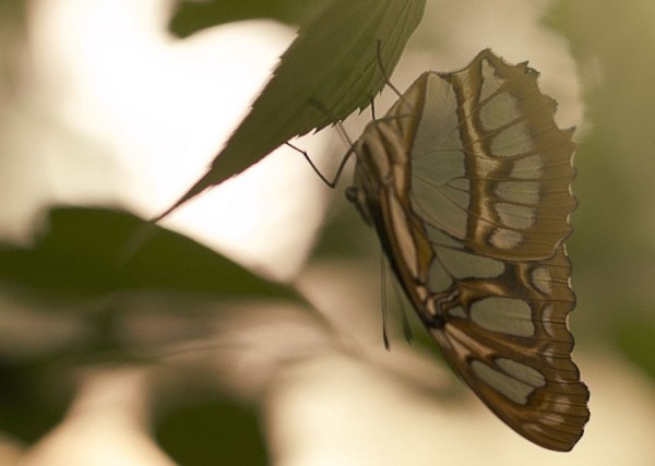 The butterfly collection